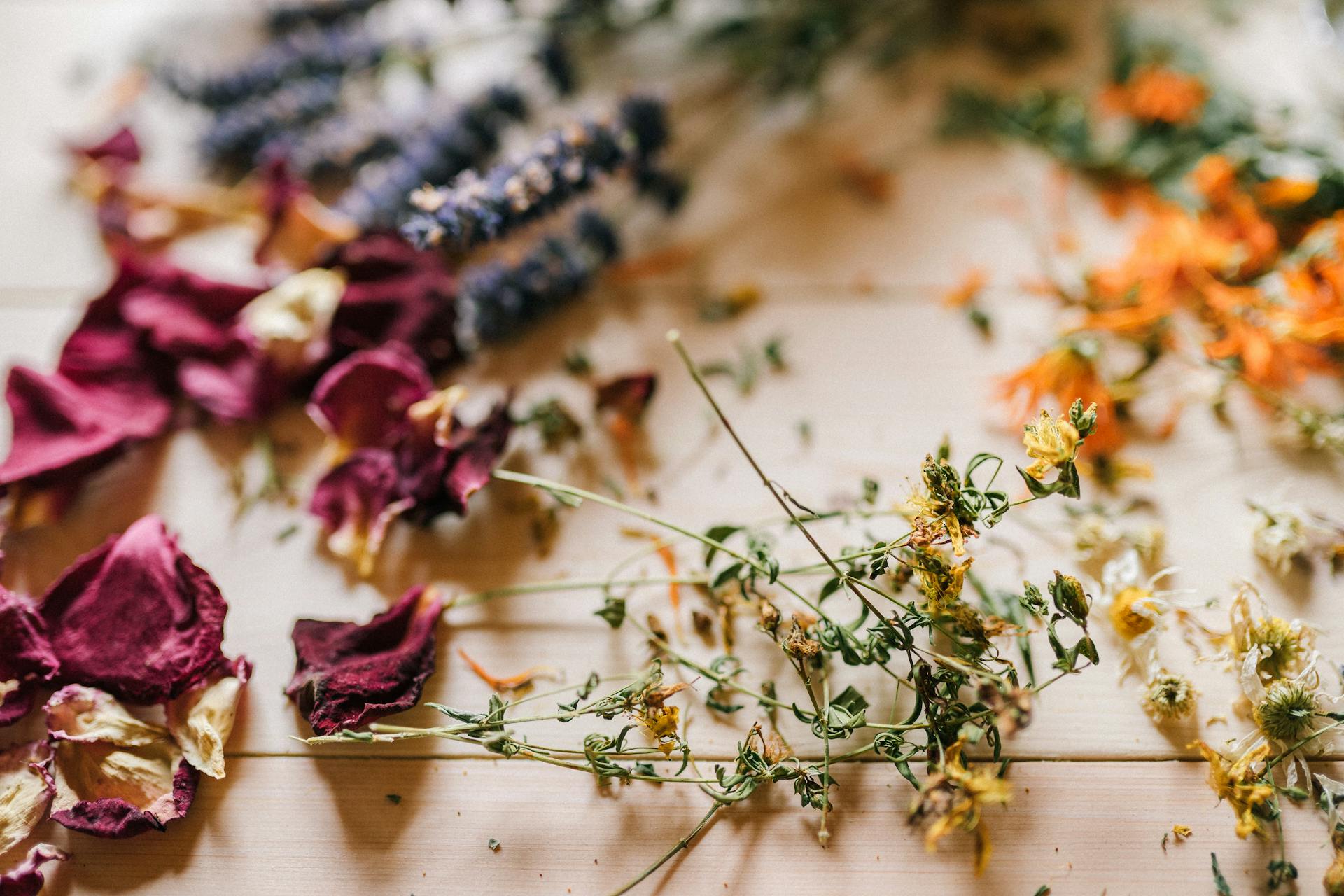 Dried botanical flowers and herbs scattered on rustic wooden table