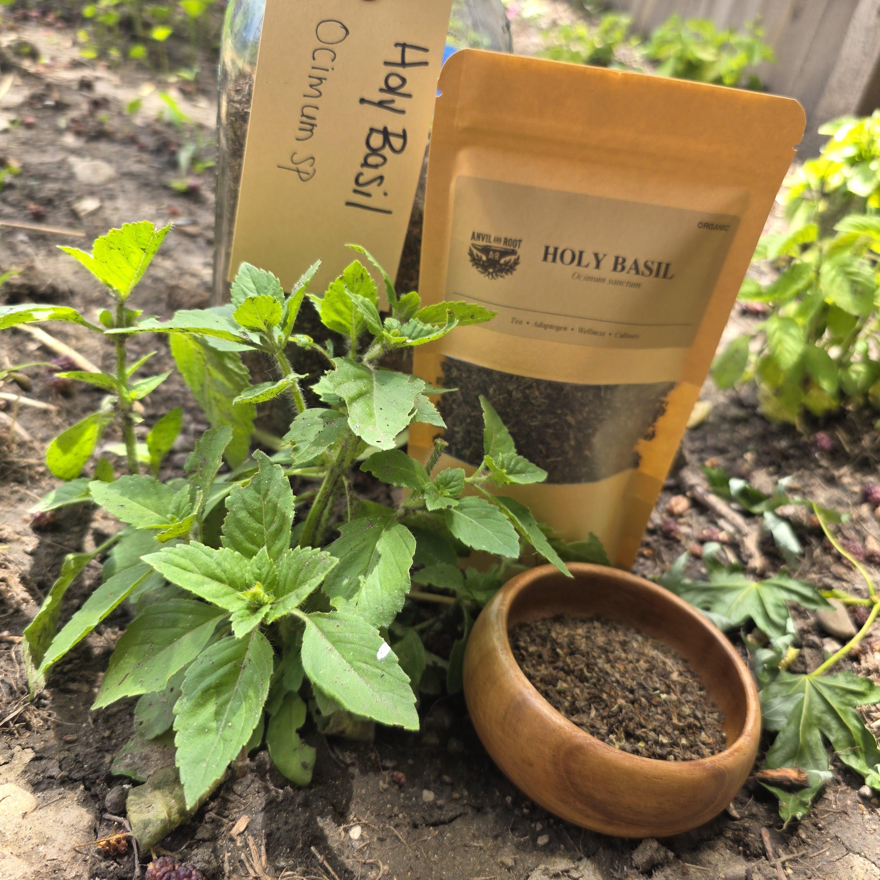 Holy Basil (Tulsi) — Cut & Sifted, Organic - Anvil & Root