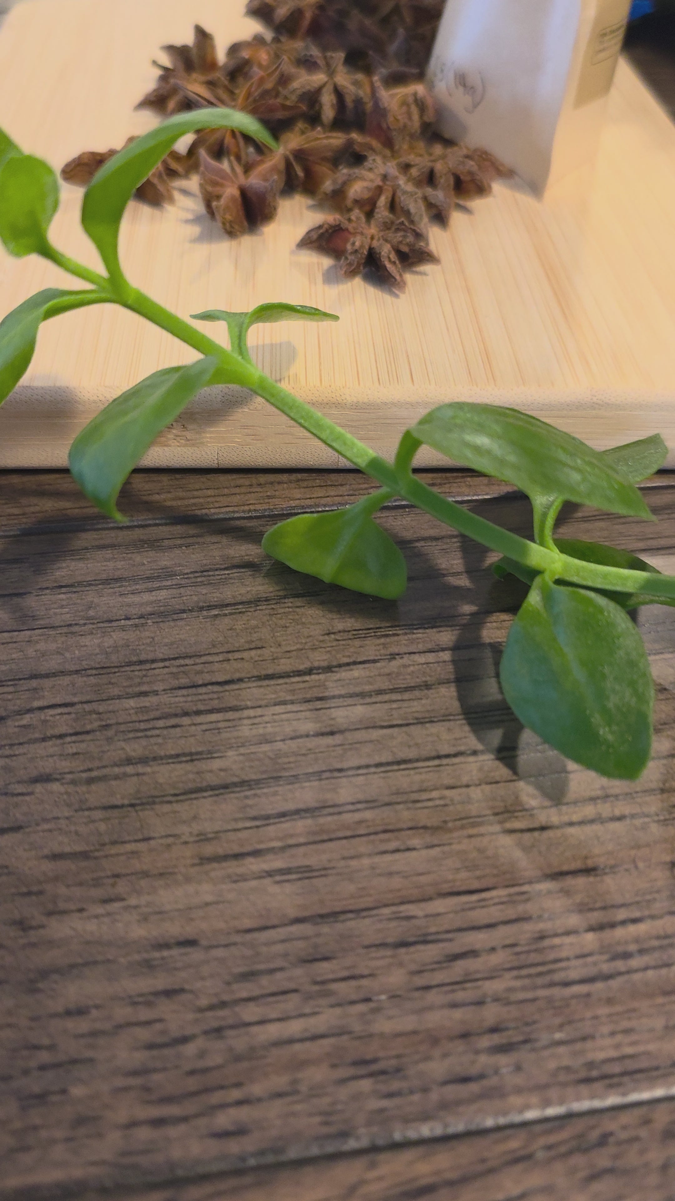 Star Anise — Whole, Organic