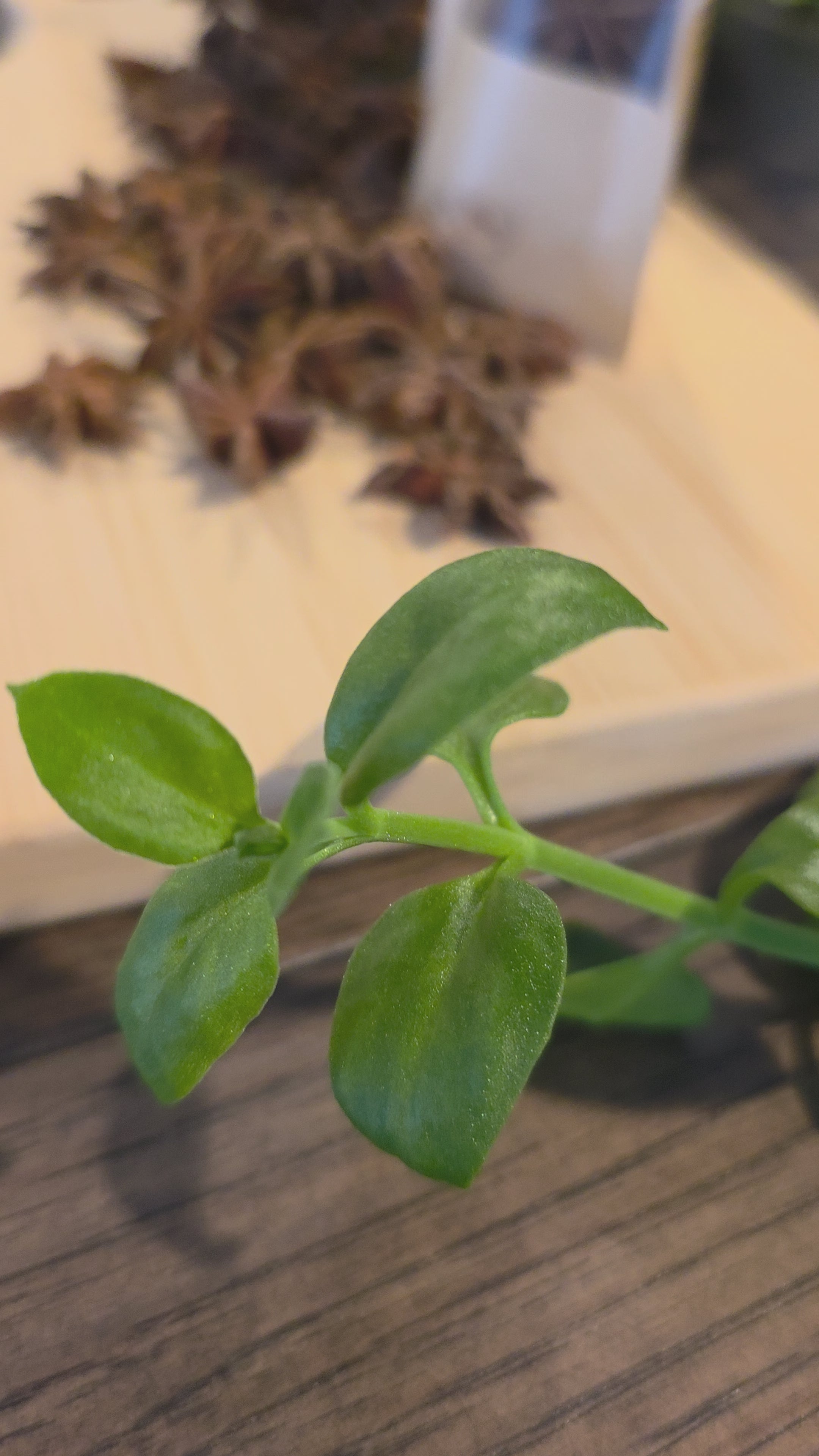 Star Anise — Whole, Organic