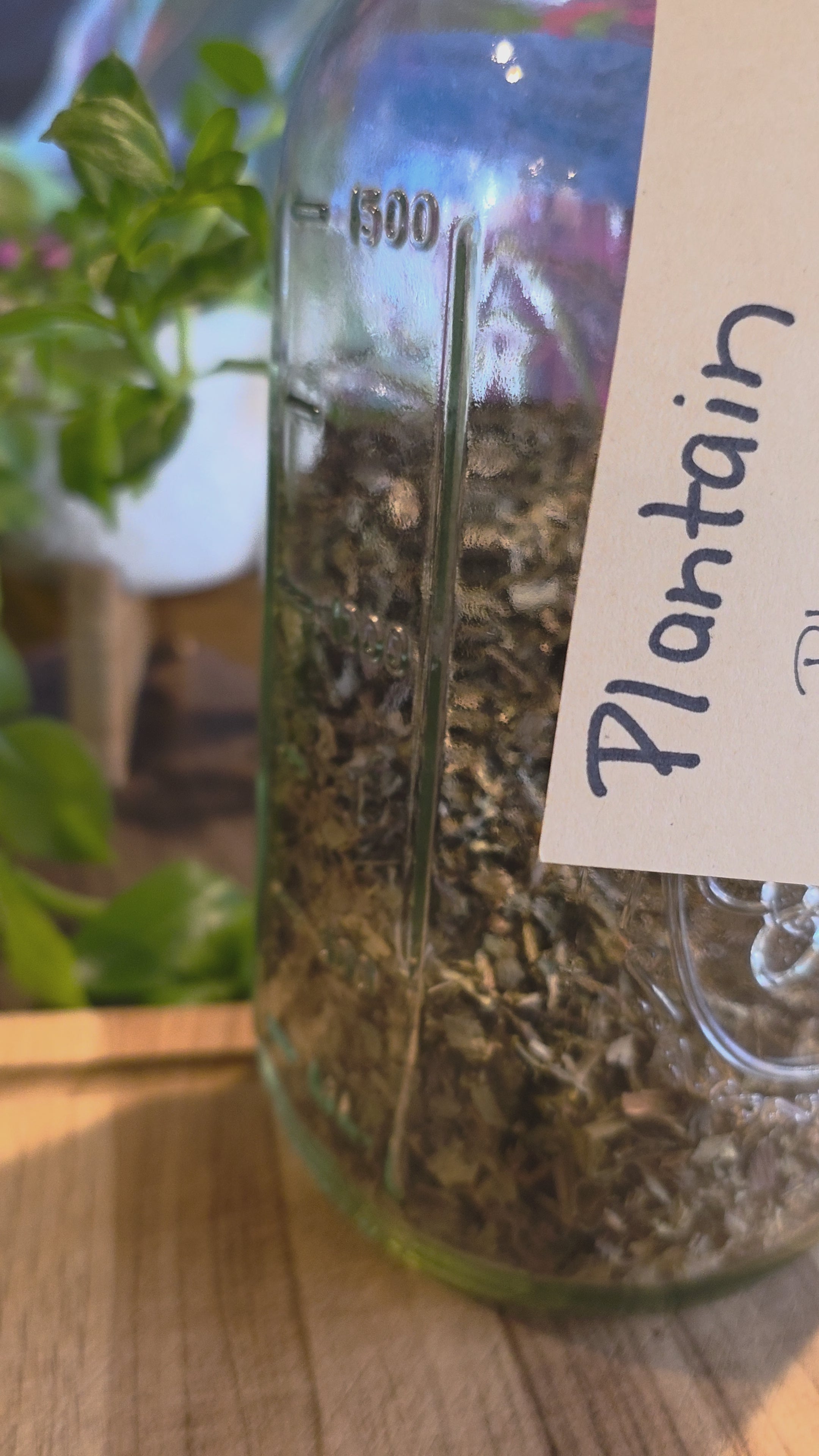 Plantain Leaf — Cut & Sifted, Organic